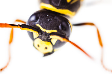 Hornet head macro