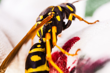 Hornet on fabric