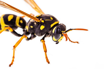 Dangerous insect isolated