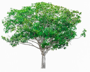 Green tree isolated on white background.