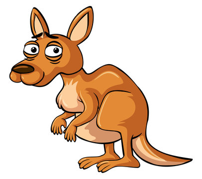 Kangaroo with unhappy face