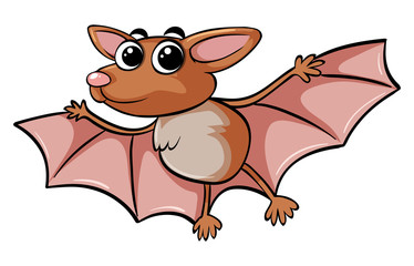 Brown bat on white background