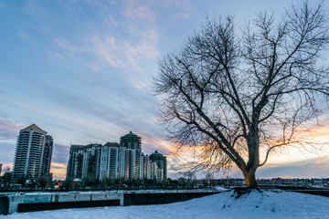 coloful sunset behind tree with branches