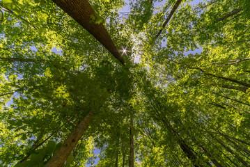 Looking up Jones Gap State Park