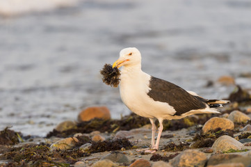 Great Black-backed Gull with seaweed