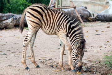 Fototapeta na wymiar younger zebra walking and eating leaf, young zebra walking in the zoo
