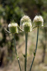 The Dipsacus laciniatus