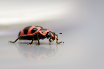 Pink lady bug