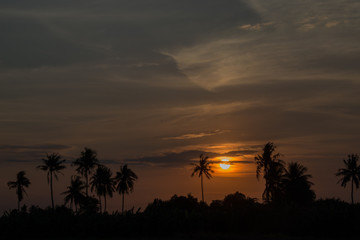 Fototapeta na wymiar palm trees silhouette with sunset sky in orange and black