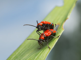 Naklejka premium Mating scarlet lily beetles, Lilioceris lilii on lily leaf