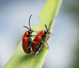 Mating scarlet lily beetles, Lilioceris lilii on lily leaf