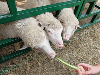 Lambs of the breed - Soviet merino. Siberian agrotechnical exhibition-fair "Agro-Omsk 2017"