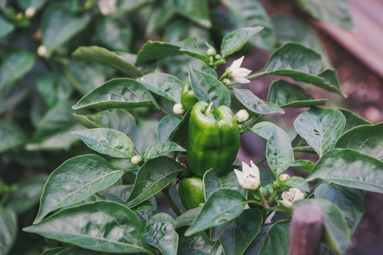 Green pepper. Pepper on a bush. Speet pepper.