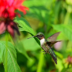 Fototapeta na wymiar Ruby throated hummingbird hovering at monarda