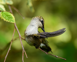 Immature male ruby throated hummingbird preening