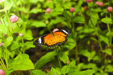The Butterfly and flower in public park, Background,garden