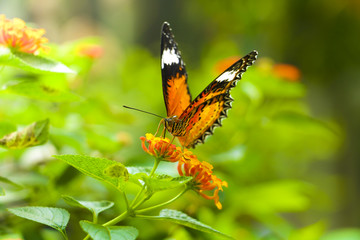 The Butterfly and flower in public park, Background,garden