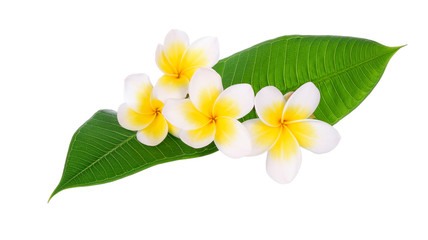 Tropical flowers frangipani (plumeria) with leaf isolated on white background