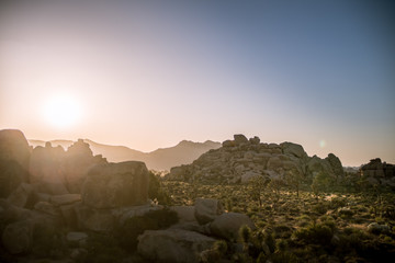 Sunset behind Joshua trees