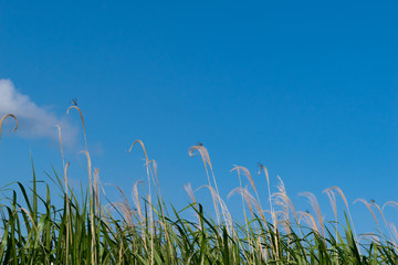 夏空背景に枯れたススキの穂にとまる六匹のトンボ © photopic