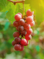  Bunch of grapes on tree