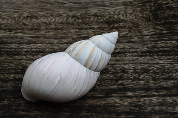 Shells on wooden floor