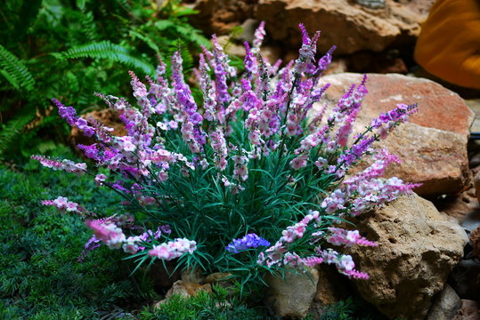 bush flowers