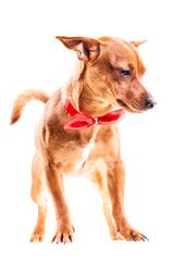 Lovely Pinscher with red ribbon