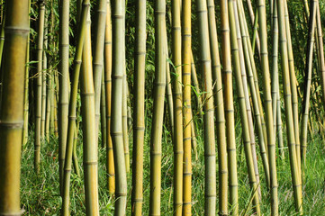 bamboo trunk background 