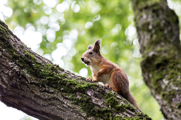 young red squirrel sitting on tree with nut against blurred green leaves background 