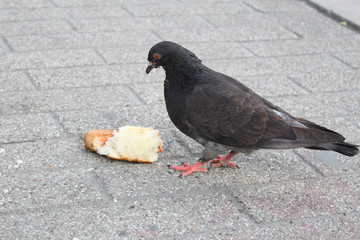 Hungry ass pigeon