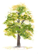 Green tree on white , watercolor painting