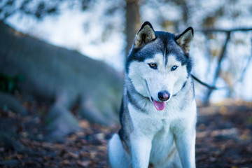 Husky