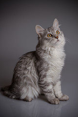 Fototapeta na wymiar Young tabby cat isolated on grey background