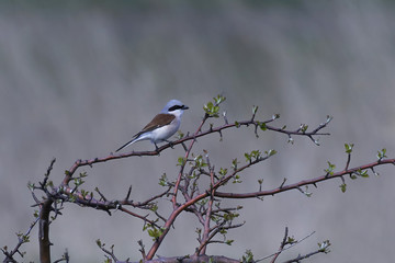 Red-backed shrike (Lanius collurio)