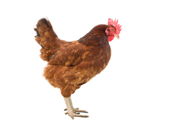 brown hen on white,copy space.clipping path