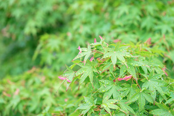 雨に濡れた緑葉のカエデの葉