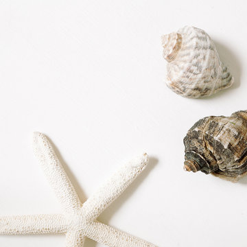 Sea Conch Shells And Starfish Isolated On White Background. Flat Lay