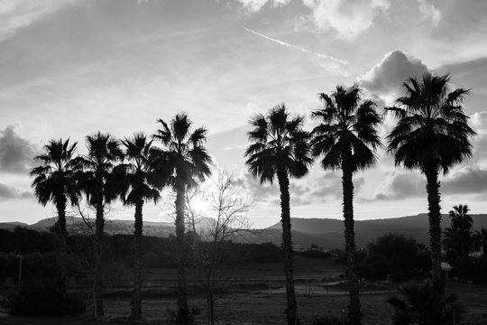 Row of palm trees against setting sun and mountains
