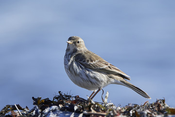 Water pipit (Anthus spinoletta)