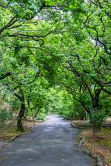 雨上がりの熱海梅園遊歩道