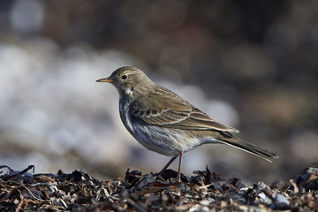 Water pipit (Anthus spinoletta)