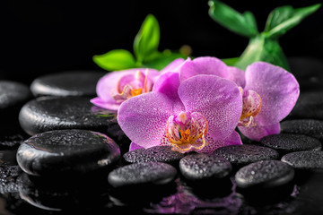 Fototapeta na wymiar beautiful spa setting of blooming twig lilac orchid flower, green leaves with water drops on zen basalt stones