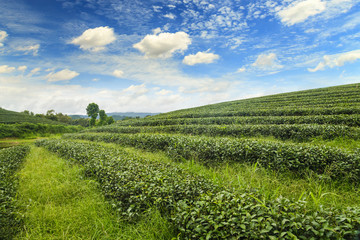 Beautiful landscape of Tea plantation at sunrise