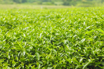 Fresh tea leaves in morning on tea plantation field