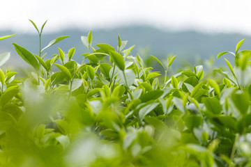 Fresh tea leaves in morning on tea plantation field
