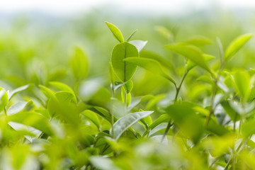 Fototapeta na wymiar Fresh tea leaves in morning on tea plantation field