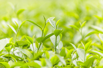 Fototapeta premium Fresh tea leaves in morning on tea plantation field