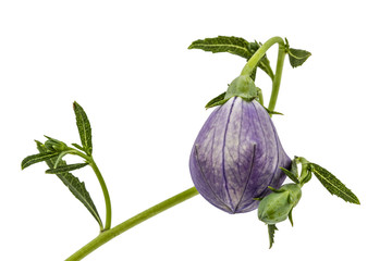 Bud of platycodone flower, isolated on white background