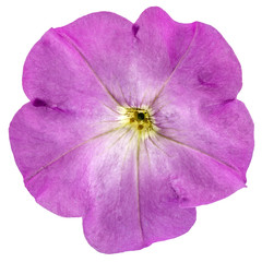 Purple petunia flower closeup, isolated on white background